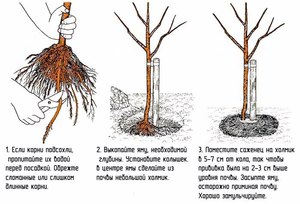 Посадка саженцев яблонь