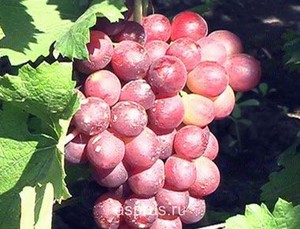 Какие есть недостатки у сорта