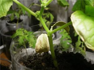 Почему рассада огурцов желтеет