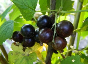 Новый сорт смородины Ядреная 