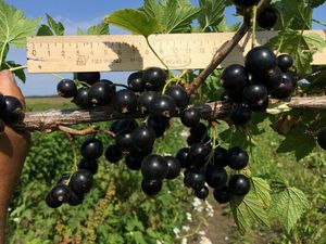 Вкусные ягоды смородины Ядреная