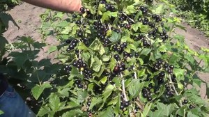 Зрелый куст смородины Ядреной 