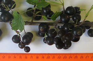 Отличный урожай смородины Ядреной 
