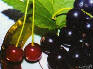 Вкусные ягоды вишни и смородины 