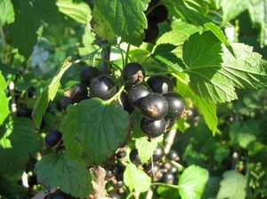 Зрелый куст черной смородины 