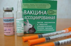 Когда делается вакцинация кроликов