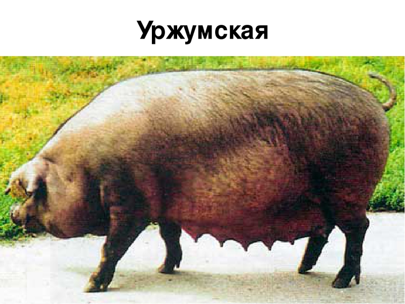 Мясные свиньи Какие есть породы свиней