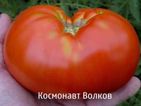 Томат космонавт волков