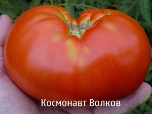 Томат космонавт волков