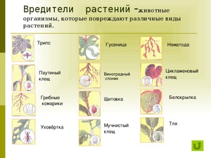 Какими заболеваниями болеет виноград