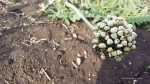 Посев семян лука