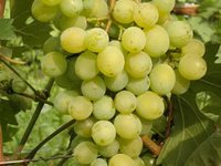 Описание сорта краса севера