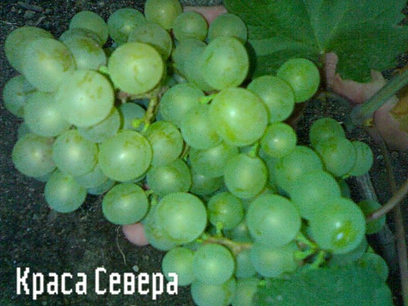 Ягода винограда Краса севера Как вырастить сорт винограда