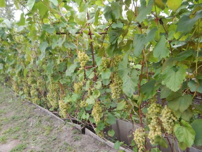 Сорт винограда Выращивание сорта краса севера