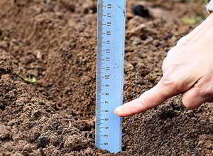 Посадка лука-севка