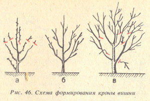 Правильная обрезка черешни
