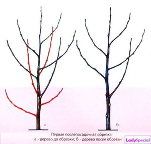 Уход за черешней