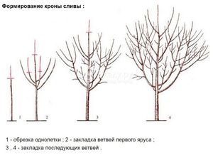 Осенняя обрезка черешни