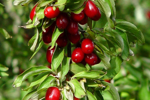Кустарник гуми