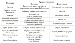Что посадить после моркови на следующий год