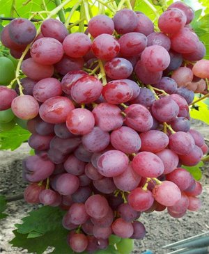 Как ухаживать за виноградом