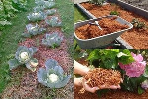 Какая бывает мульча