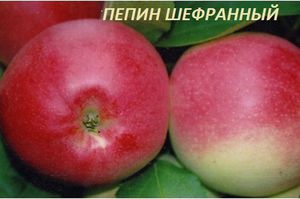 Характеристика сорта