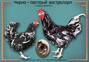Австралорпы мраморные - петух, курица и цыпленок