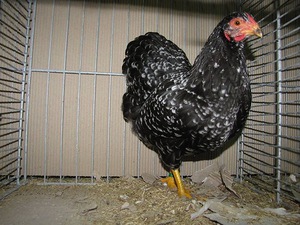 Австралорп - содержание и уход в помещении
