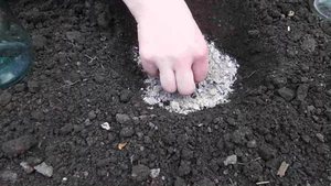 Время посадки кабачков