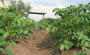 Какие подкормки лучше