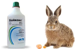 Болезни домашних кроликов 