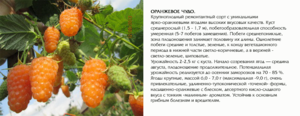 Посадка малины