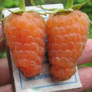 Плюсы выращивания сорта