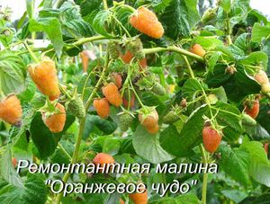 Как вырастить малину оранжевое чудо
