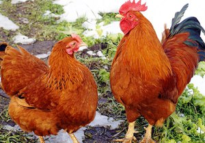 Лучшие породы кур мясо яичного направления: описание