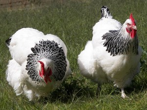 Продуктивные породы кур
