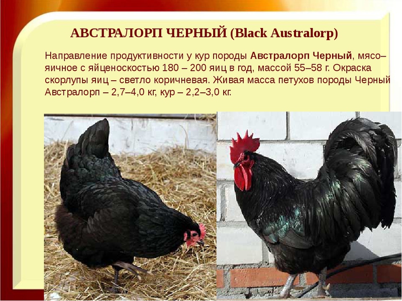 Породы мясо яичных кур Мясояичные породы кур -обзор