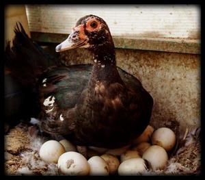 Польза и вред утиных яиц