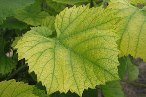 Симптомы хлороза у растений