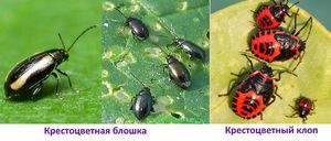 Блошки и клопы вредители капусты 