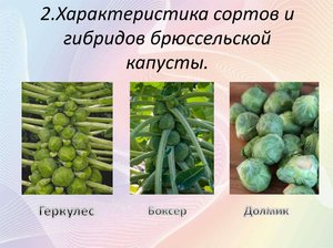 Сорта брюссельской капусты