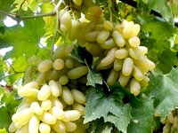 Сорт винограда Дамский пальчик