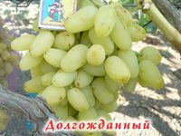 Виноград долгожданный