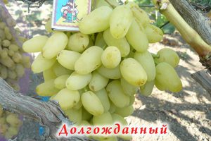 Виноград долгожданный 