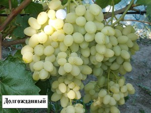 Гроздь винограда
