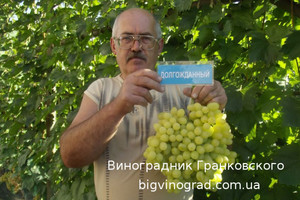 Виноград селекции крайнова 