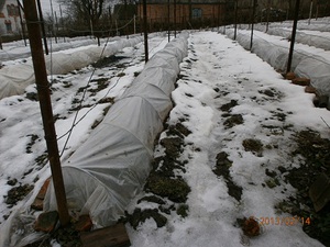 Правильно укрываем виноград