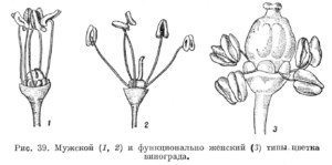 Самоопыление