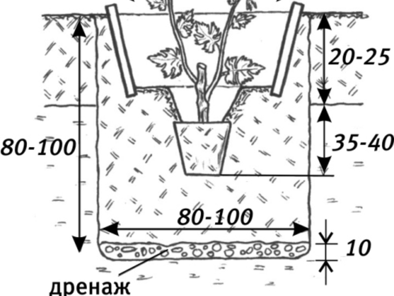 Посадка саженцев Саженцы